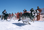 Dog sled race in Grand County, Colorado.